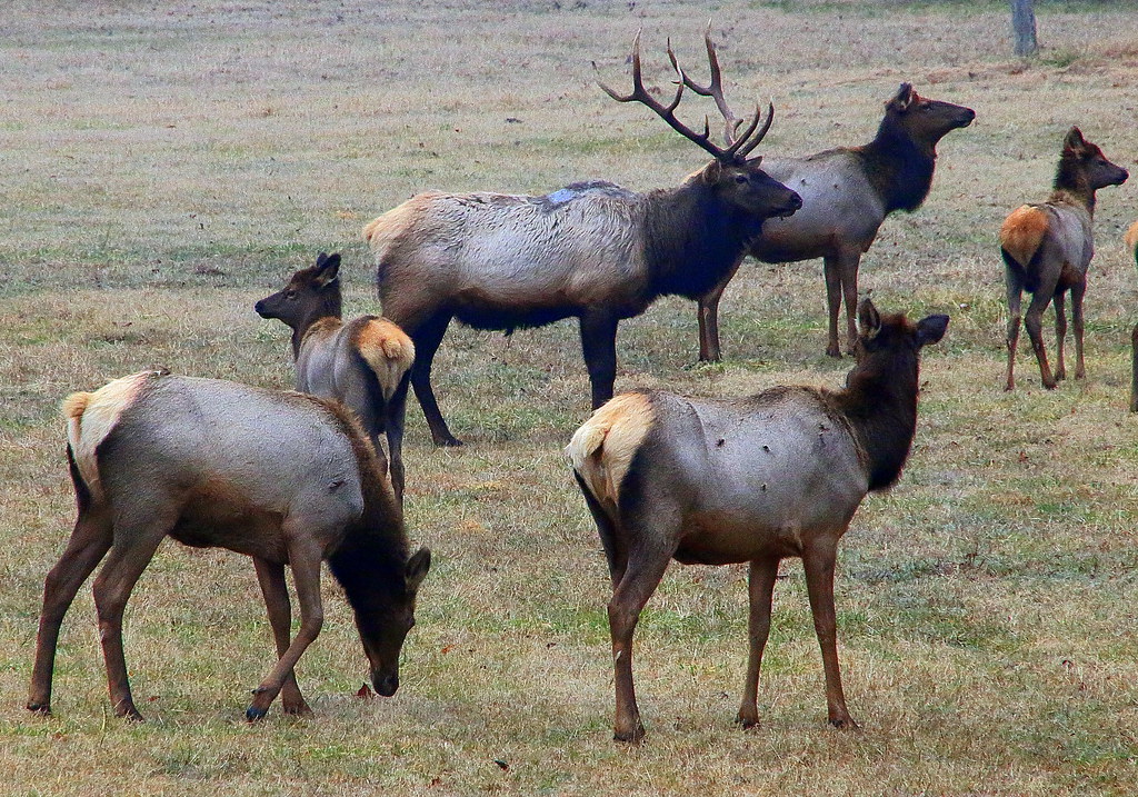 Boxley Valley Elk Northwest Arkansas Dan Davis Flickr