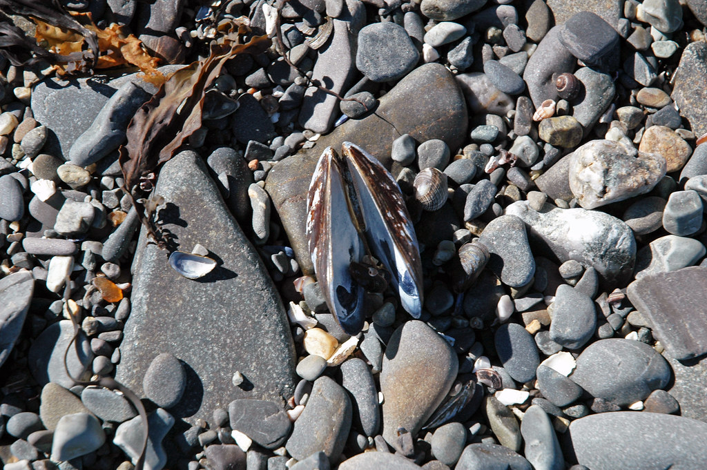 Mytilus edulis (Atlantic blue mussel shell) (Bar Harbor, M… Flickr