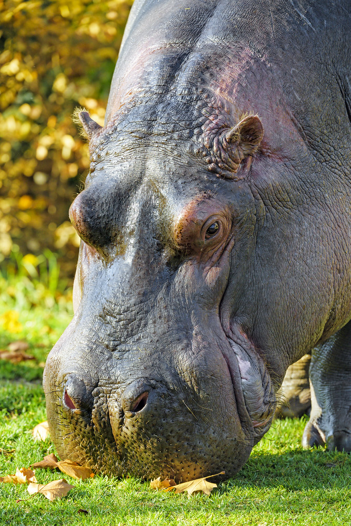 Hippo eating grass a photo on Flickriver