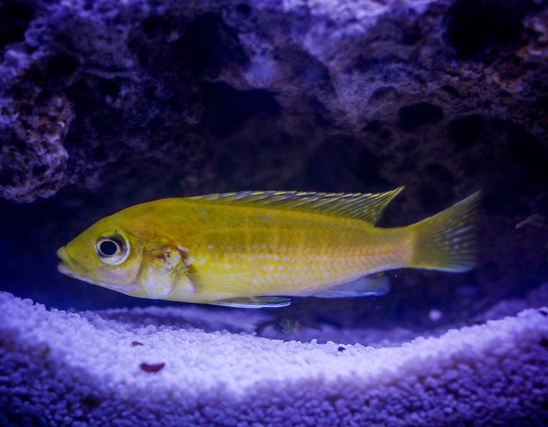 The One about the Electric Yellow Cichlid (Labidochromis caeruleus