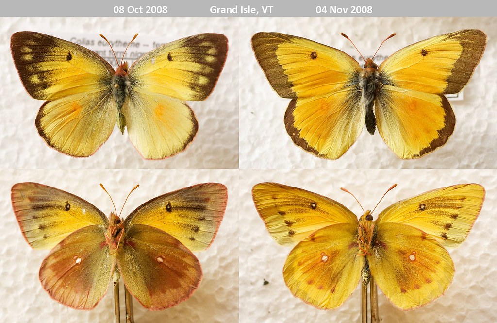 Cold weather colias, Grand Isle VT David Hoag Flickr