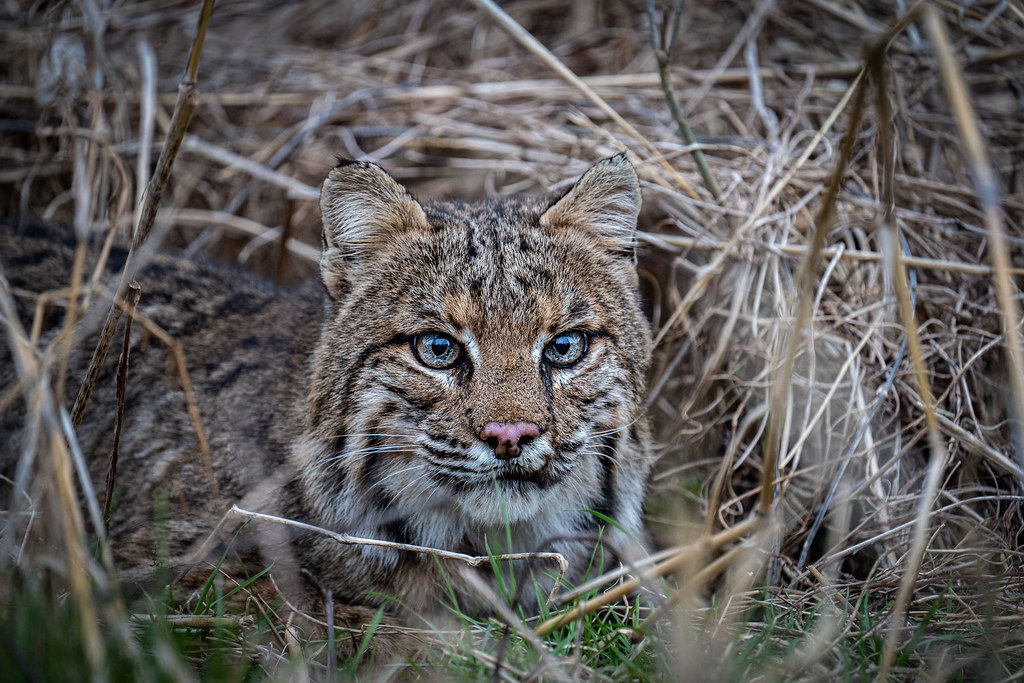 Bobcat on the hunt in Arkansas swamps Ethan Hoggard Flickr