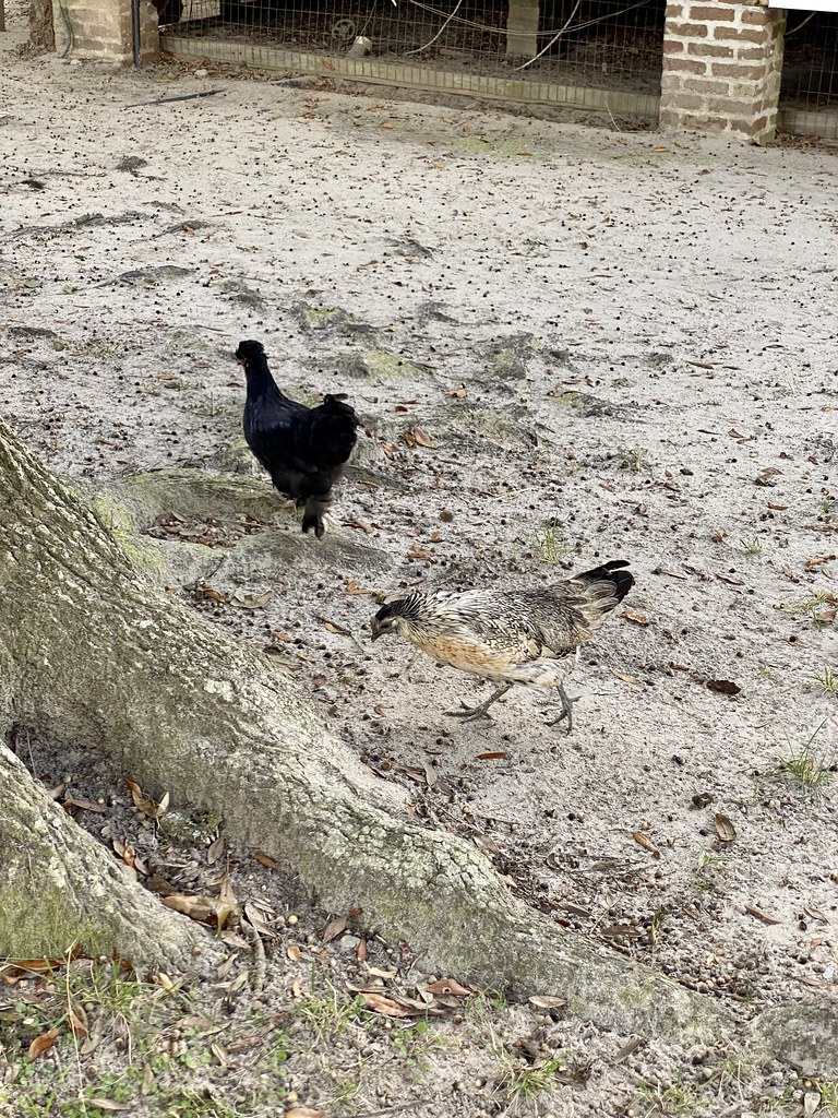 Chickens, Middleton Place, Summerville, SC Warren LeMay Flickr