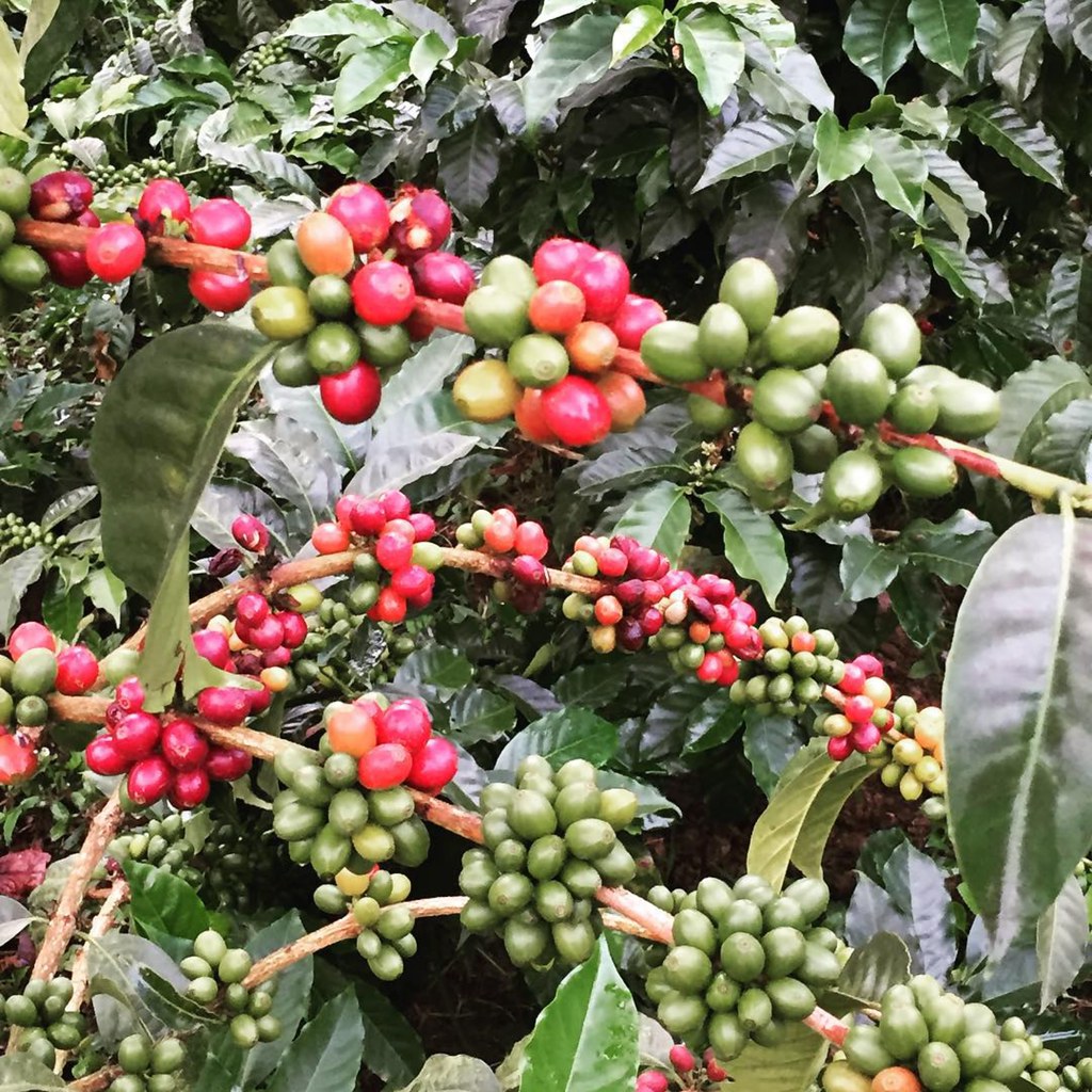 how do coffee beans grow Credit to Flickr