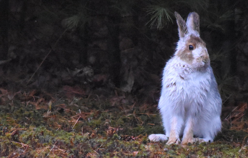 Snowshoe Hare 8 In transition from brown to white John B Flickr