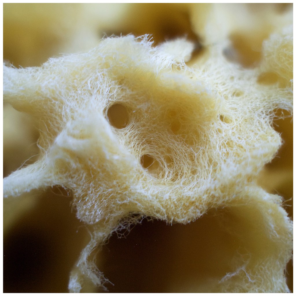 bath sponge yellow natural sponge Alan Boyd Flickr