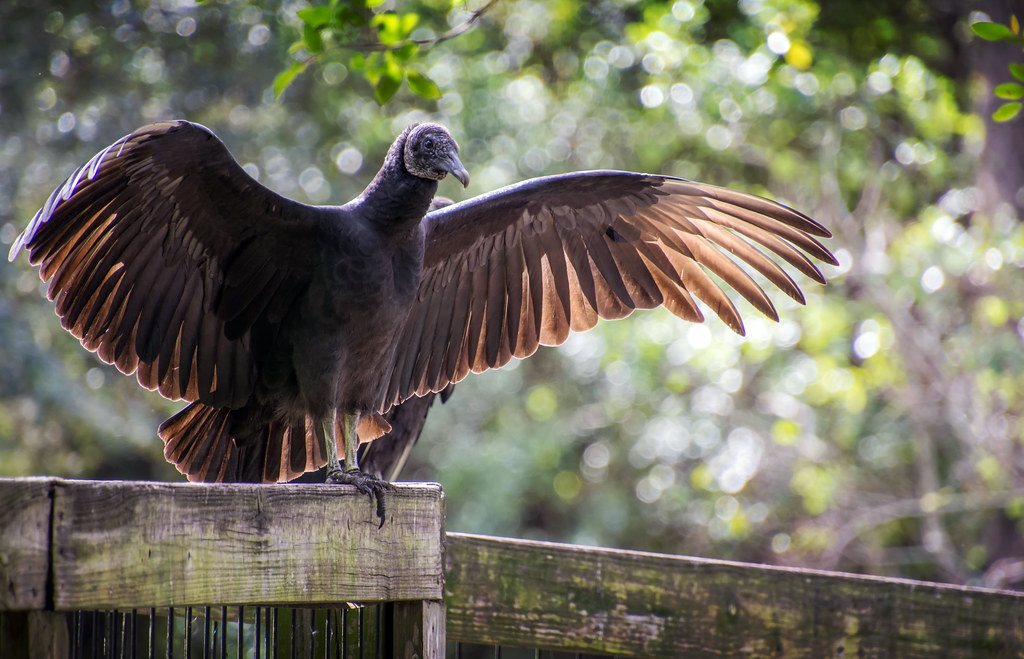 Turkey Buzzard Wingspan R Keith Lambert Flickr