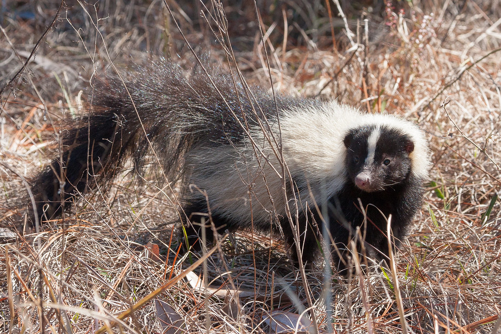 Striped Skunk Striped skunk, Florida. FWC photo by Pierson… Florida
