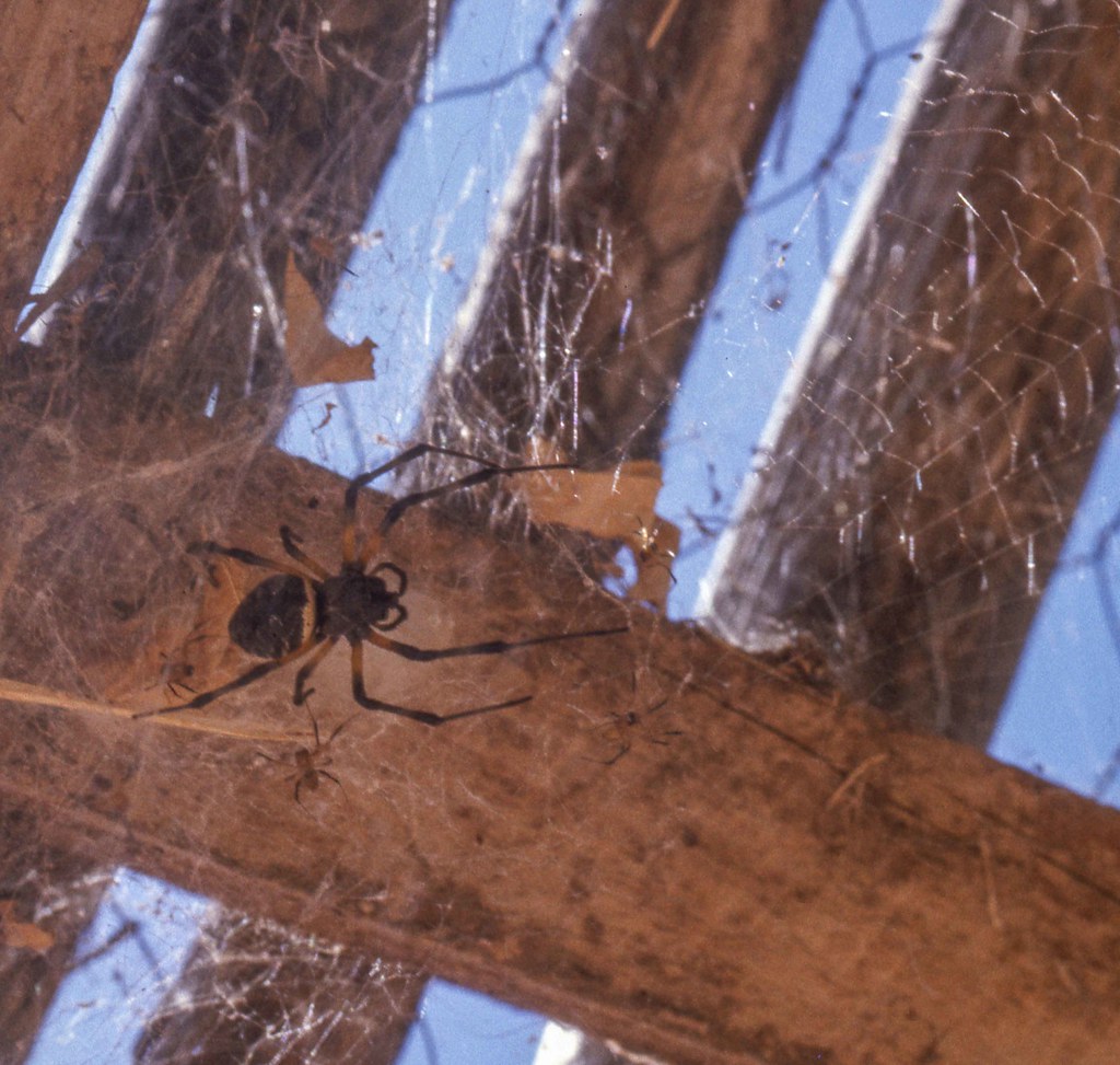 African Hermit Spider 1974 African Hermit Spider (Nephilin… Flickr