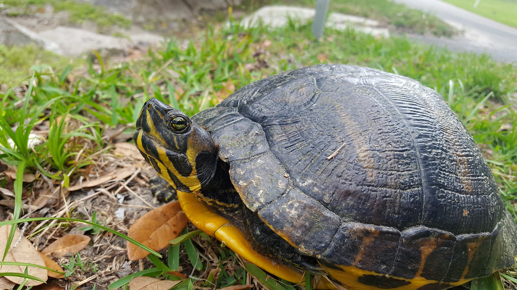 yellowbellied slider 03 Yellowbellied slider, Florida. p… Flickr