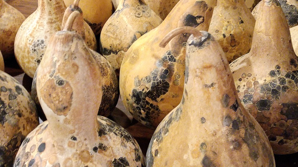 Dried Birdhouse Gourds Birdhouse gourds dried covered with… Flickr