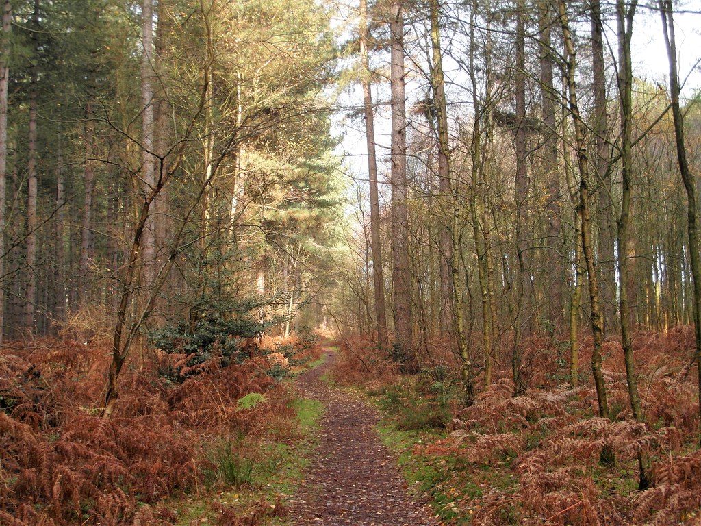 Autumn in Fritton Woods, Norfolk Fritton Woods, also known… Flickr