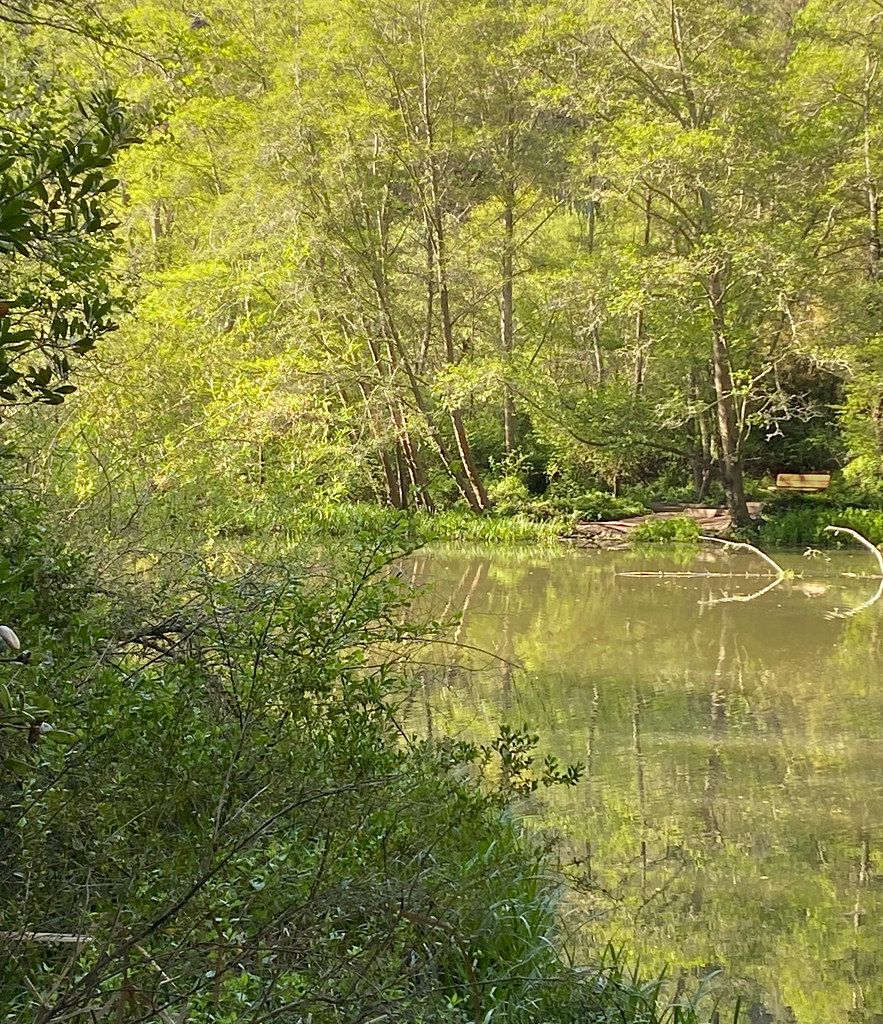 So Green Jewel Lake, Tilden Regional Park, Berkeley, CA Joan