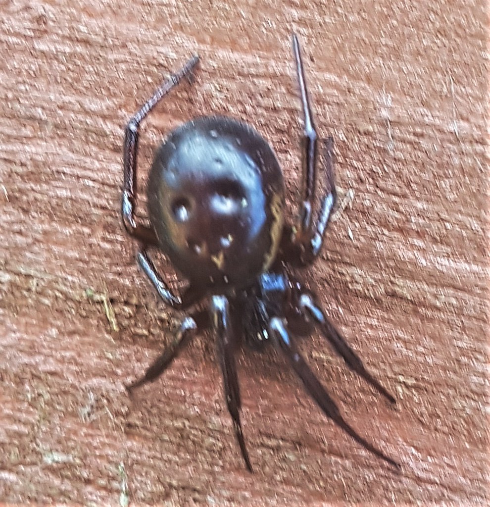 Rabbit Hutch Spider Ireland at Monica Schlemmer blog