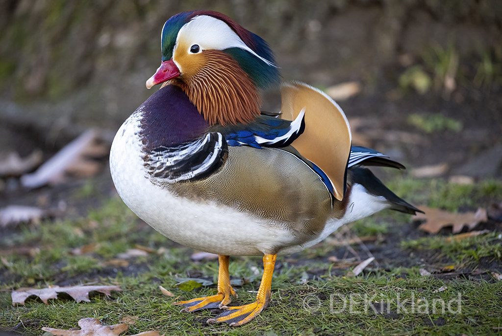 Mandarin Drake A male (drake) Mandarin duck out of water. … Flickr