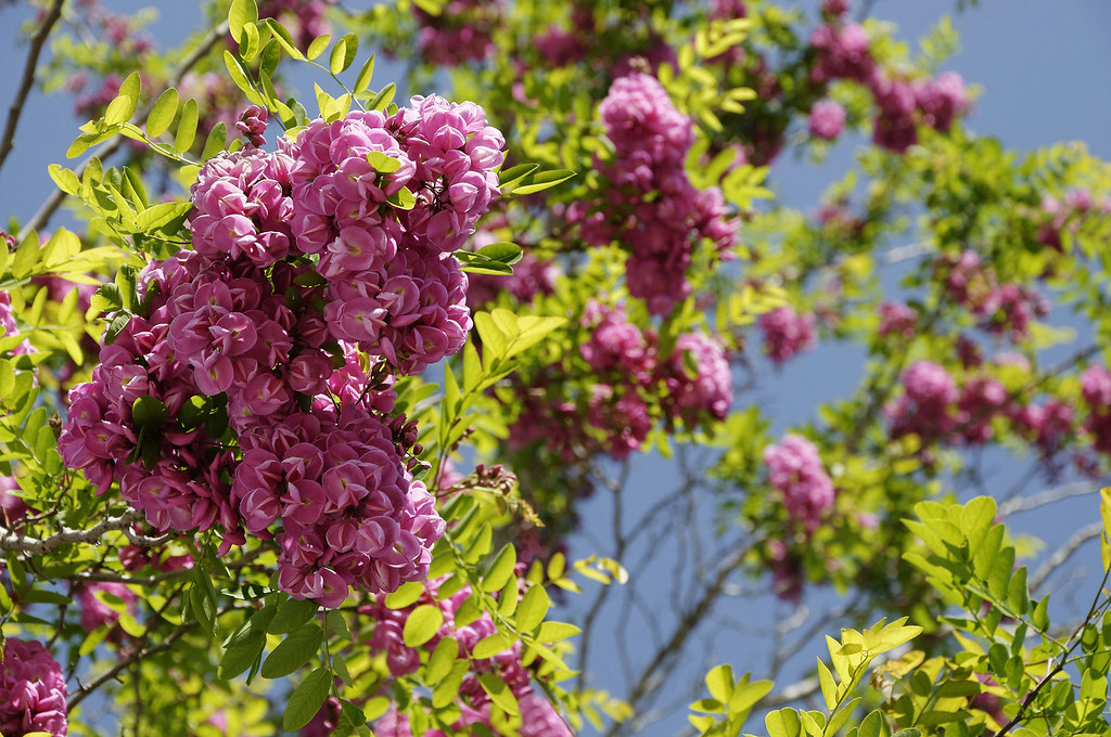 Purple Robe Locust Purple Robe Locust flowers at the Rio R… Flickr