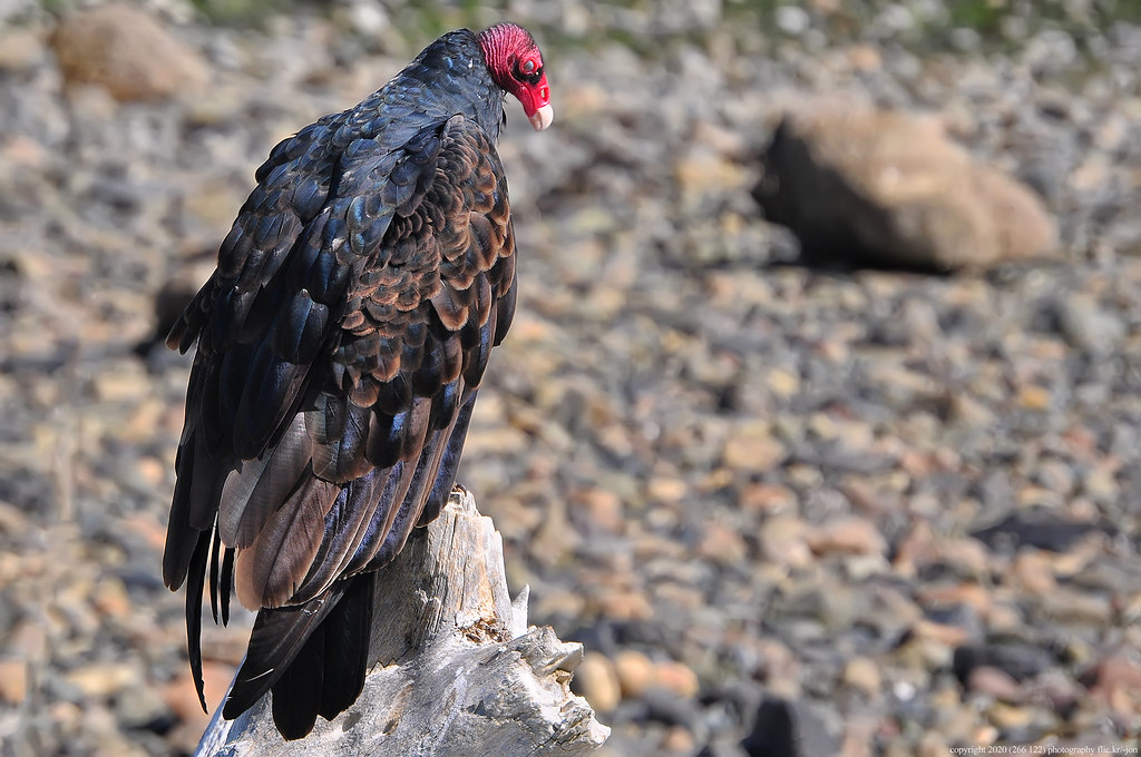 20120831 Turkey Vulture (03) (2048x1360) March Point. Pa… Flickr