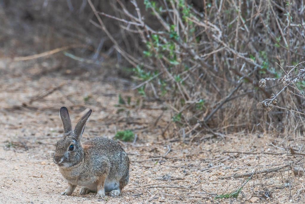 Desert Cottontail Rabbit December 12, 2020 Desert Cotton… Flickr