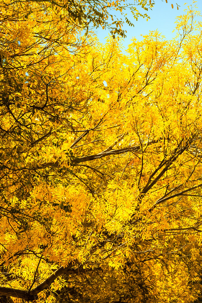 Yellow Leaves These brightly colored trees sit along Quata… Flickr