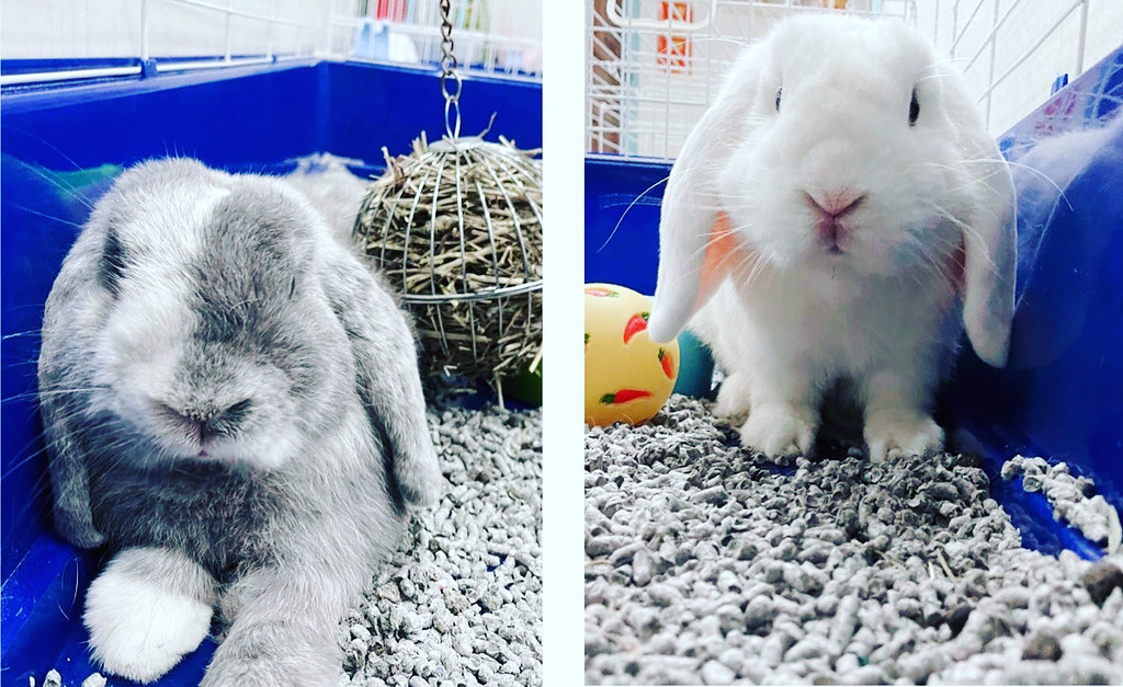 Rabbit Grooming Singapore “Rabbits are like potato chips, … Flickr