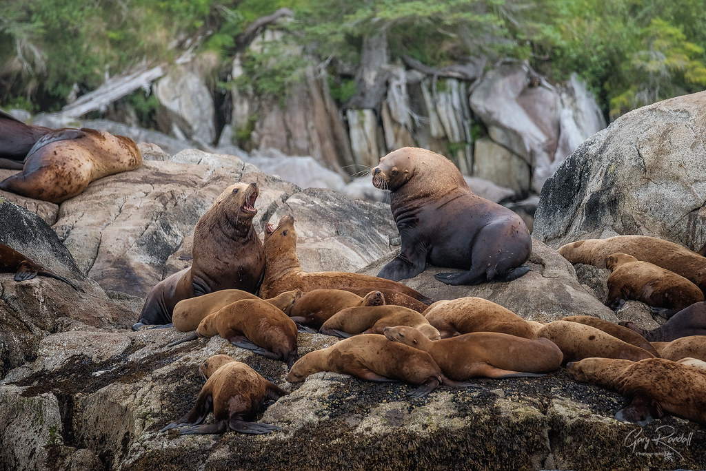 Alaska Sea Lions Sea Lions in Prince William Sound near Wh… Flickr