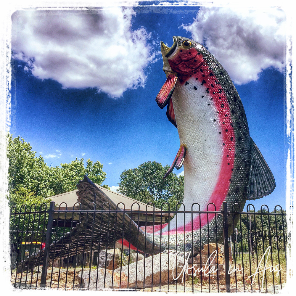 The Big Trout Adaminaby 6568 Australia loves its “big” mon… Flickr