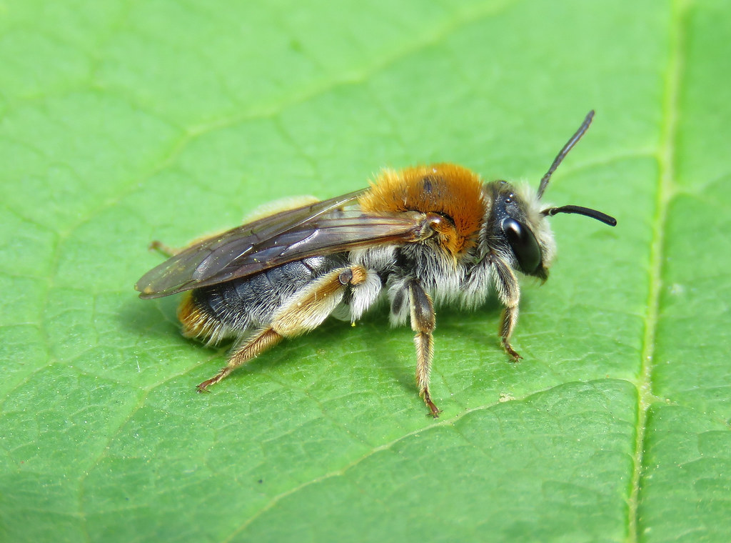 Andrena haemorrhoa (Orangetailed Mining Bee) Flickr