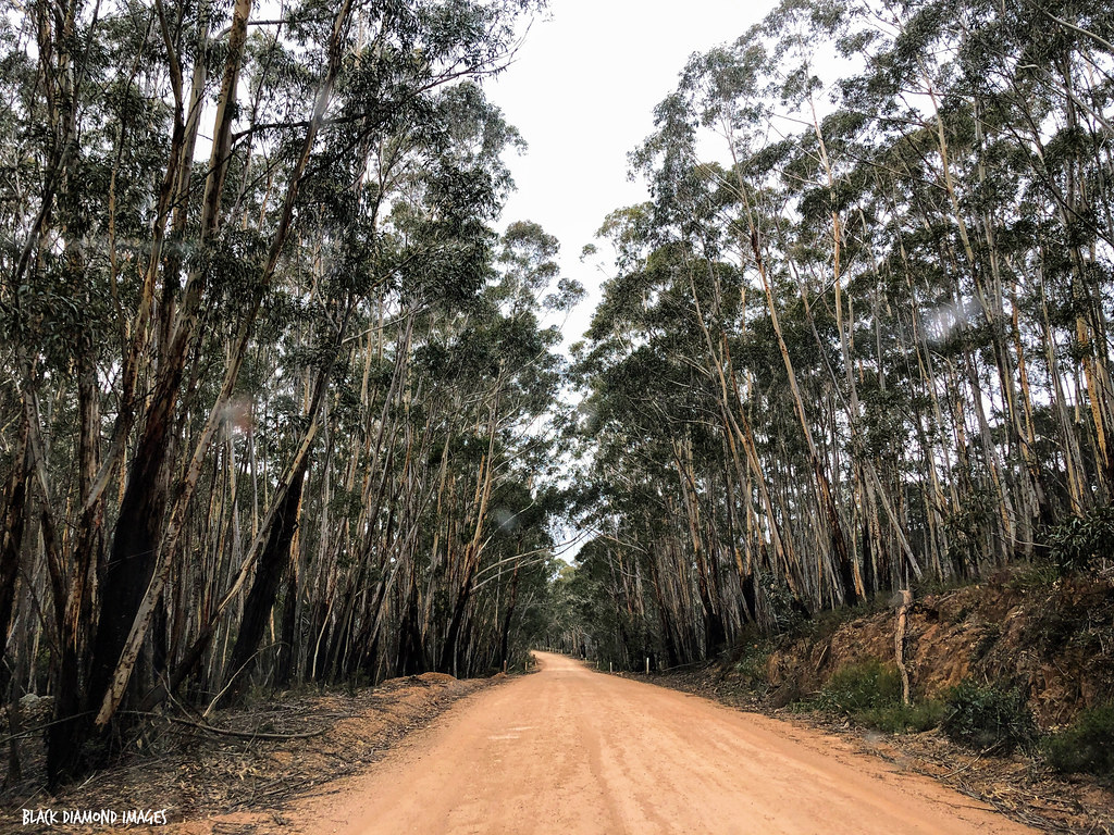 Badja Road, Badja Swamps Nature Reserve, North East of Num… Flickr