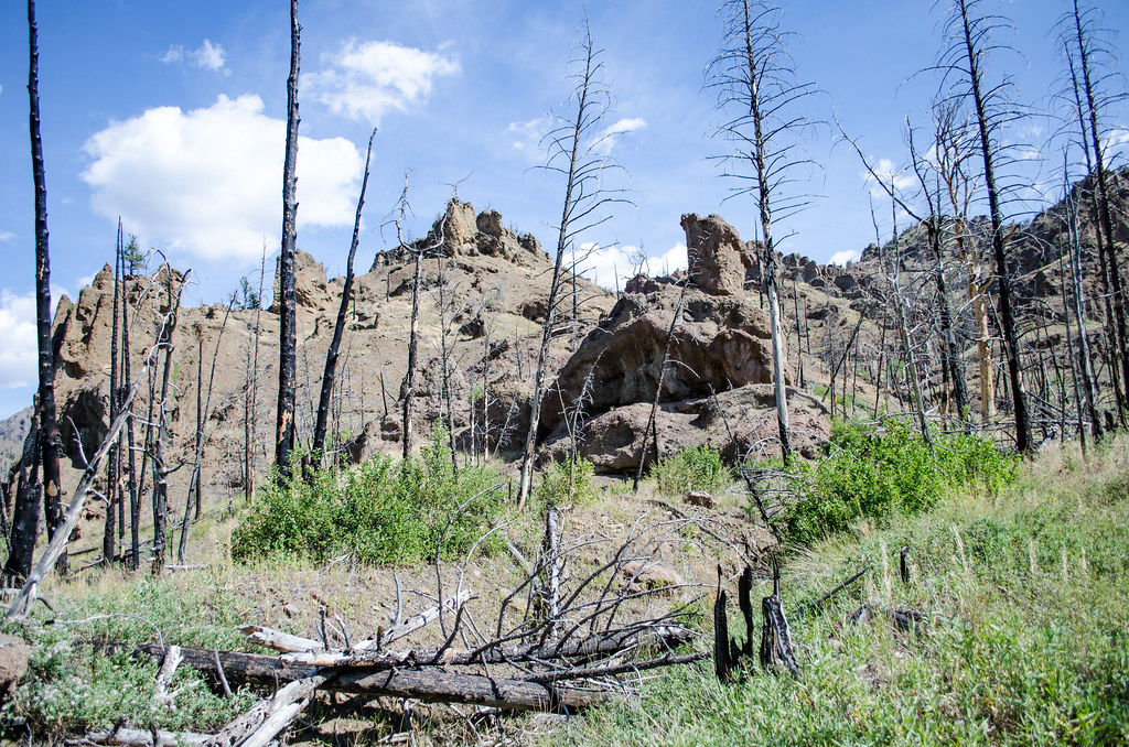 _DW74259.jpg Scenery on the Clearwater Creek Trail in the … Flickr