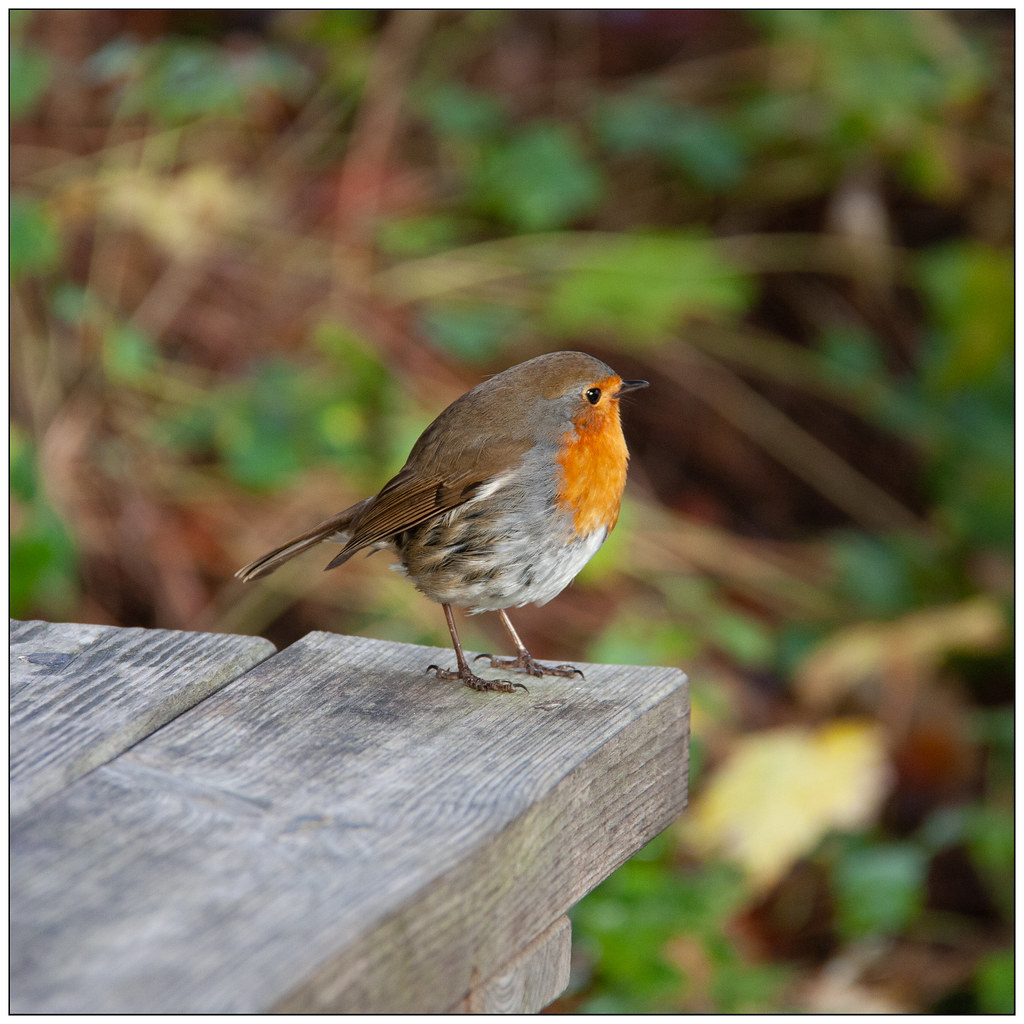 Cheeky! Sitting on the end of 'my' bench waiting for a