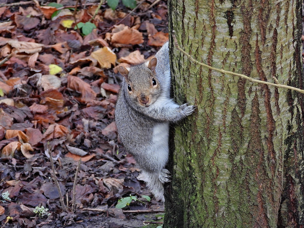 Grey Squirrel, Castle Hill NR, Dec 17 2020, P1 (21) Flickr