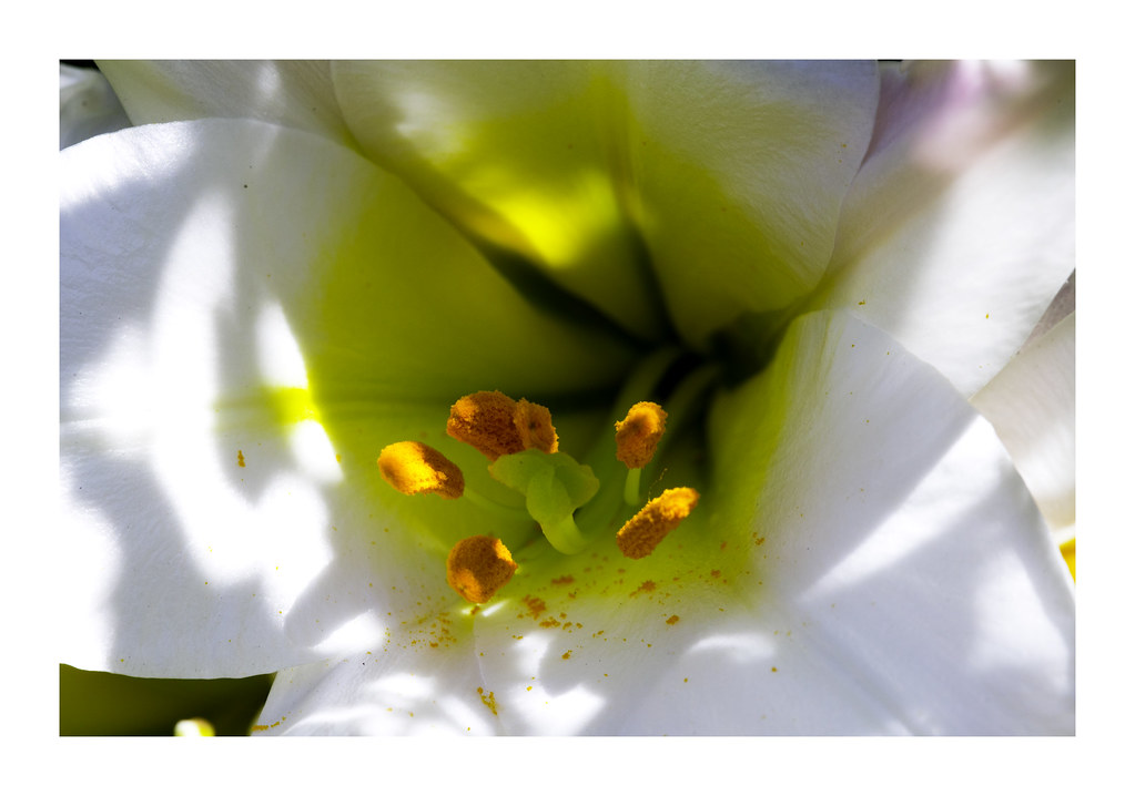 A Christmas lily Called the Christmas lily in New Zealand.… M Lizz