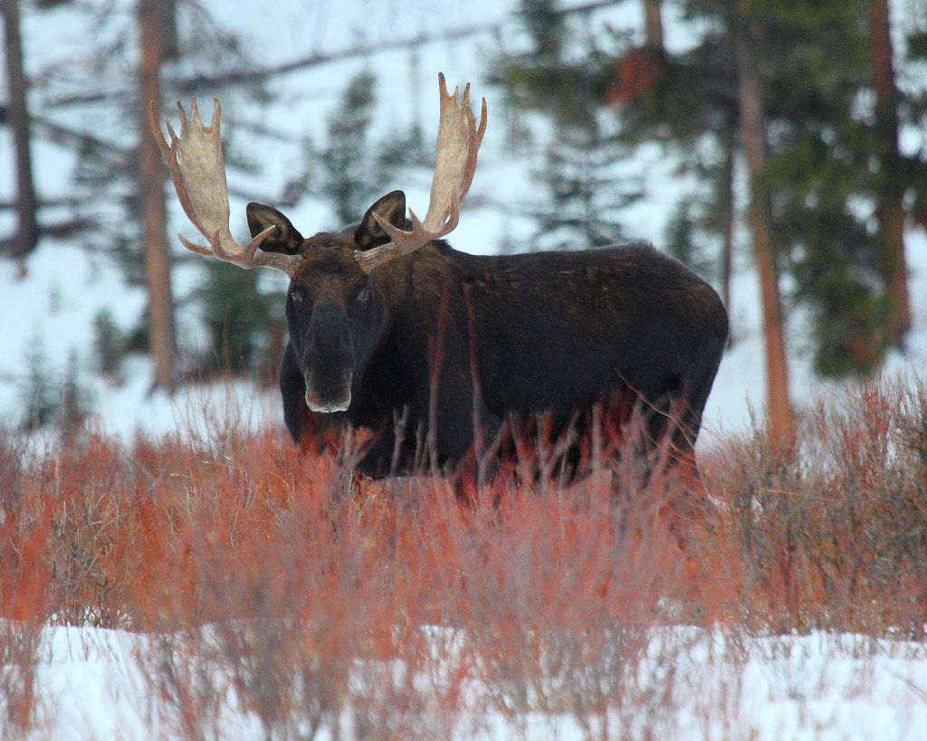 IMG_7058 Moose, Yellowstone National Park ITing Chiang Flickr