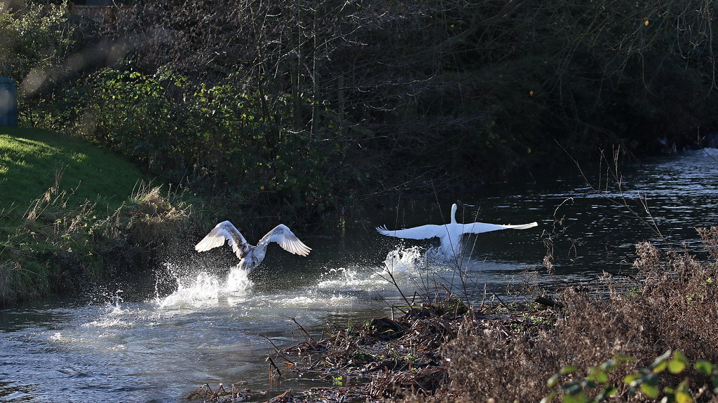 Mute Swan, 19122020, 09 f Mute Swan, Order Anseriformes, F… Flickr