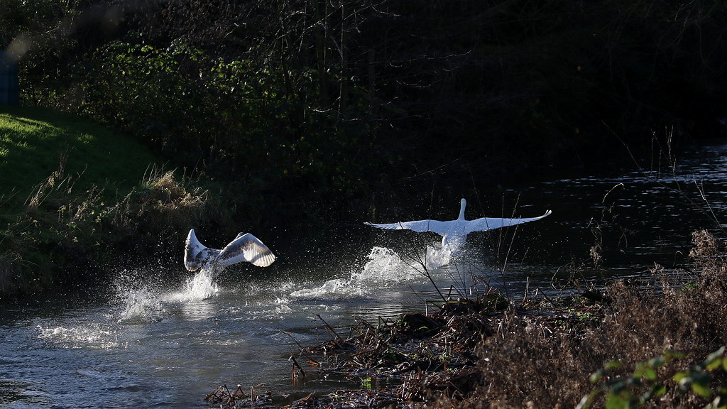 Mute Swan, 19122020, 07 f Mute Swan, Order Anseriformes, F… Flickr