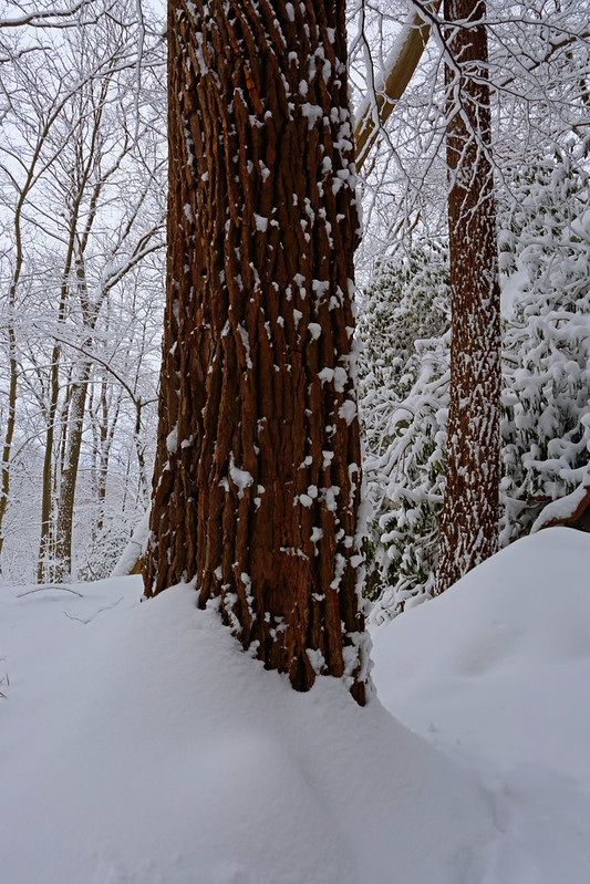 The white stuff (West Virginia, 12/19/'20)