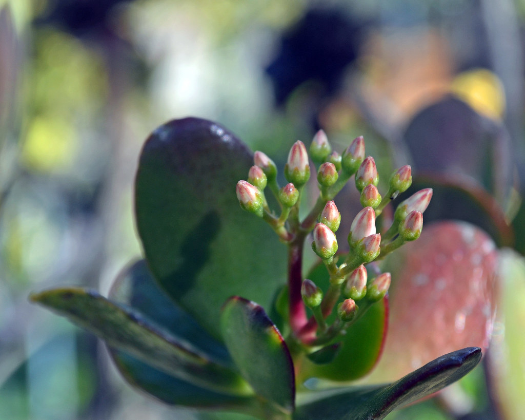 Jade Plant Flower buds of the Jade Plant (Crassula Ovata) … Flickr