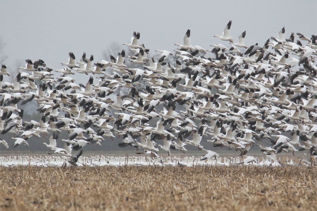 TP5A5657 Snow geese in the rain. Eastern NC paul harding Flickr