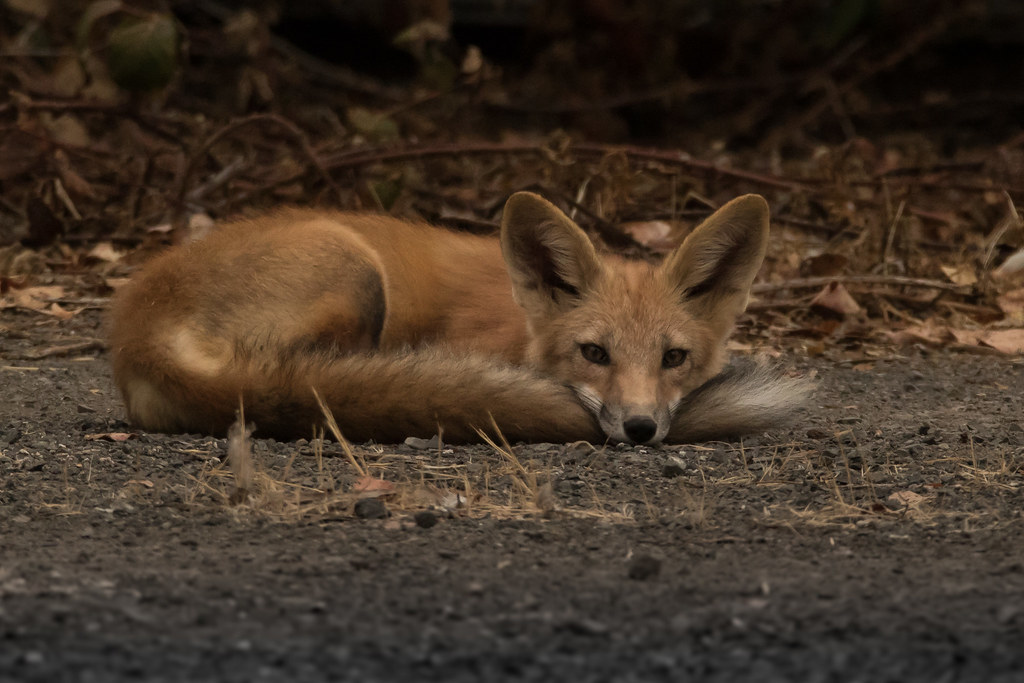 Jul04 Foxes and peacocks 0012 Carol Myles Flickr