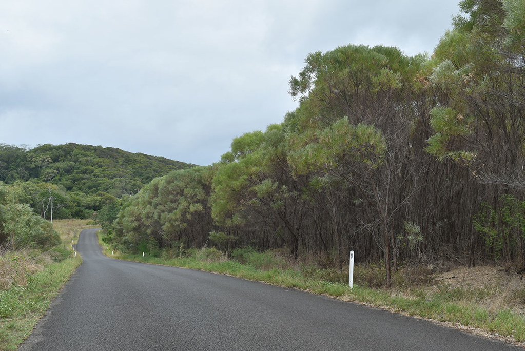 Acacia torulosa, near Quarantine Bay, near Cooktown, QLD, … Flickr