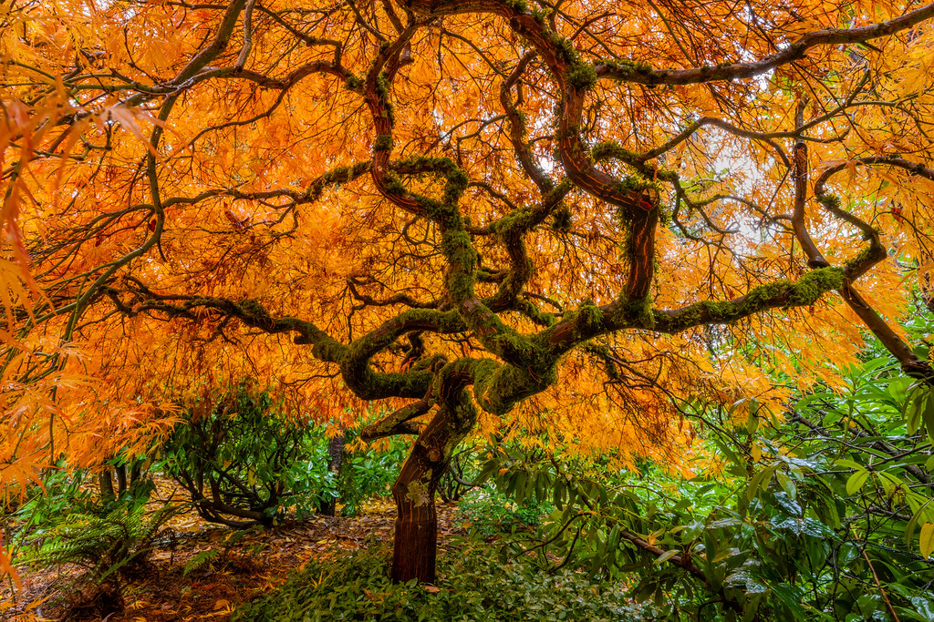 Orange Zen Jeff Miller Flickr