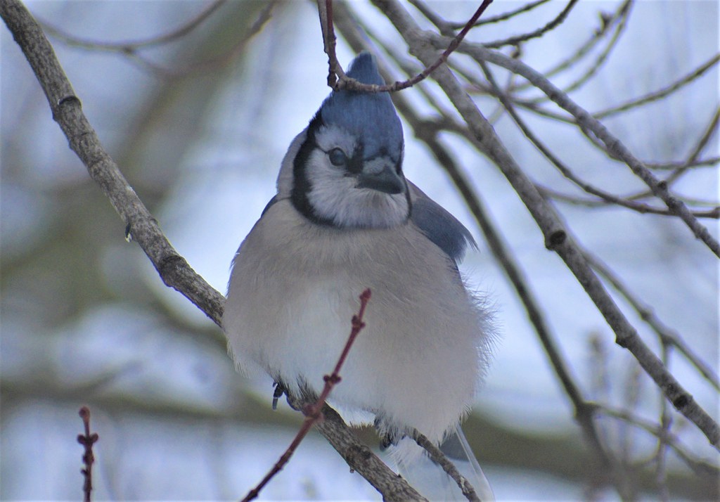 Blue Jay outside our window Pennsylvania Jim Hoover Flickr