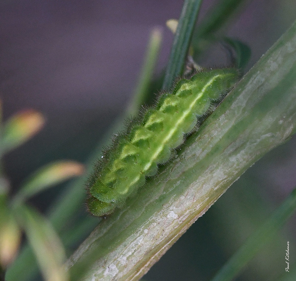 Flickriver Most interesting photos from UK Caterpillars Only pool