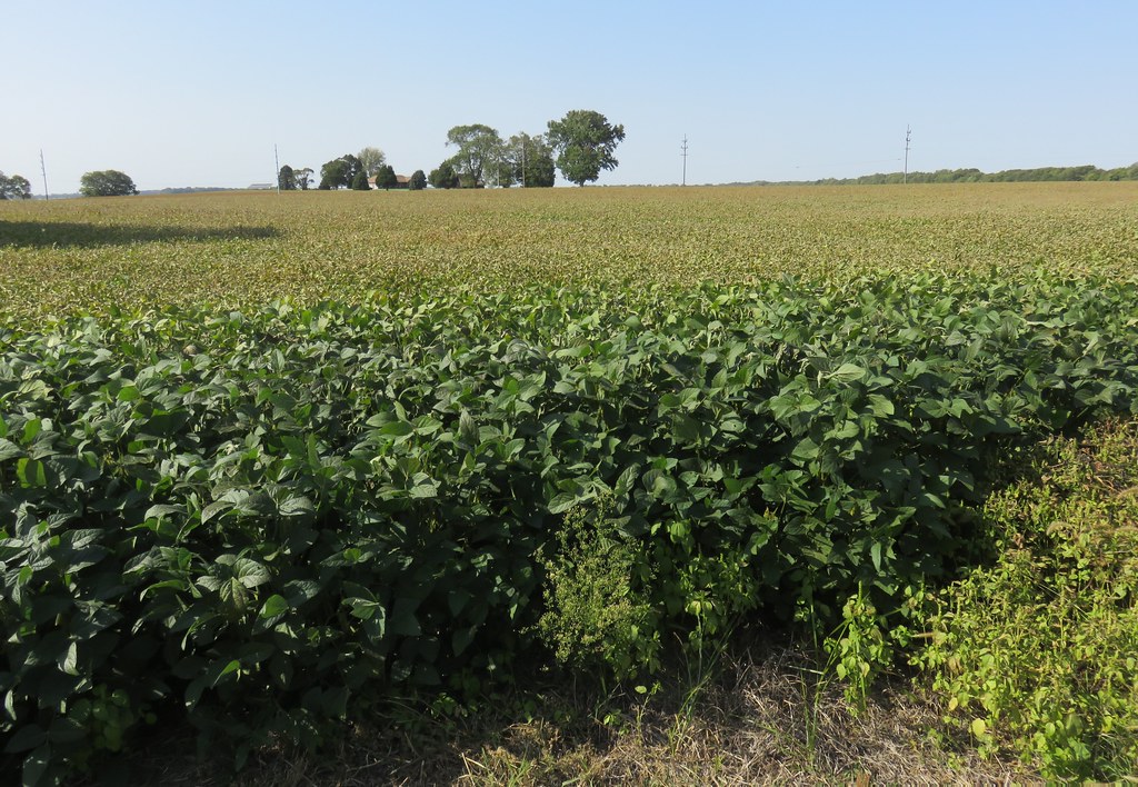 Soybean Field (Cynthiana, Indiana) Cynthiana, Indiana is a… Flickr