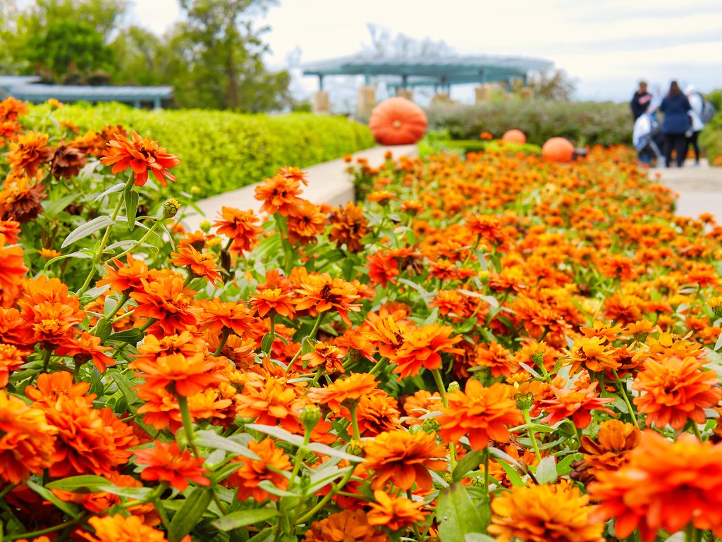 Marigold Marigolds at the Dallas Arboretum. Bryan Lesher Flickr