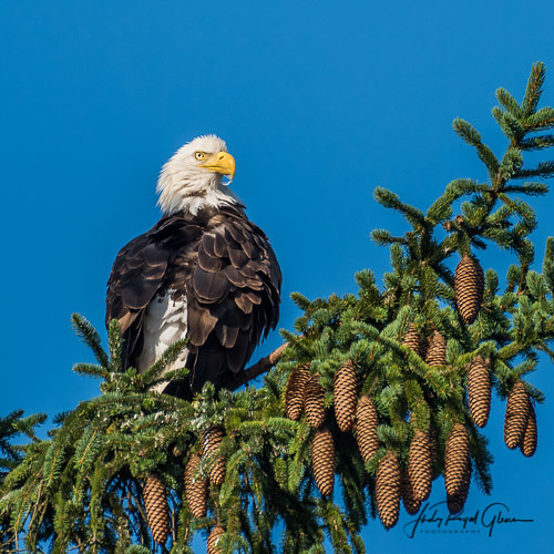 “Land of the Free” A bald eagle at Lake Junaluska North Carolina. Judy Royal Glenn Photography
