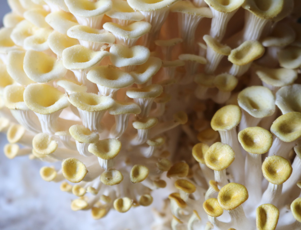 Yellow Oyster Mushrooms Flickr
