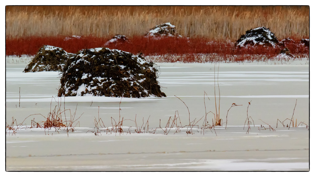 Muskrat Subdivision Muskrat mounds at Ottawa National Wild… Flickr