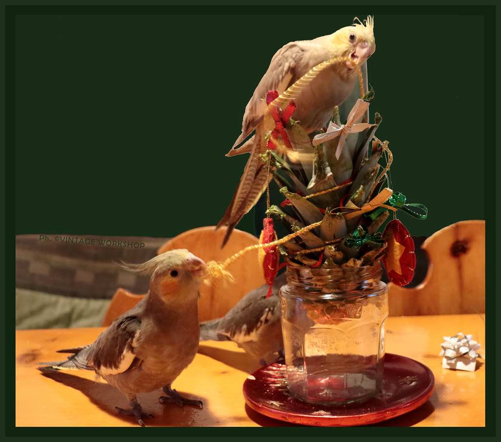 Updated an Exotic Xmas Tree for my cockatiel parrots! Ph… Flickr