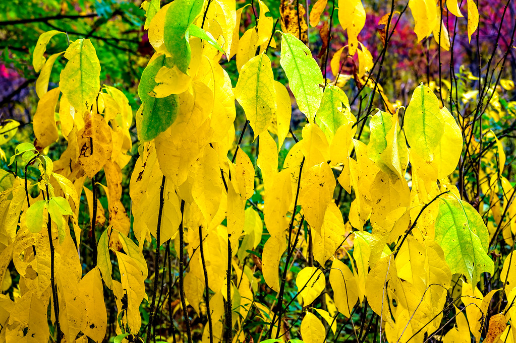 _DSC3141daiadai Autumn at Walcott Farms Michigan Jason McCoy Flickr